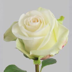 Белая роза с крупным бутоном